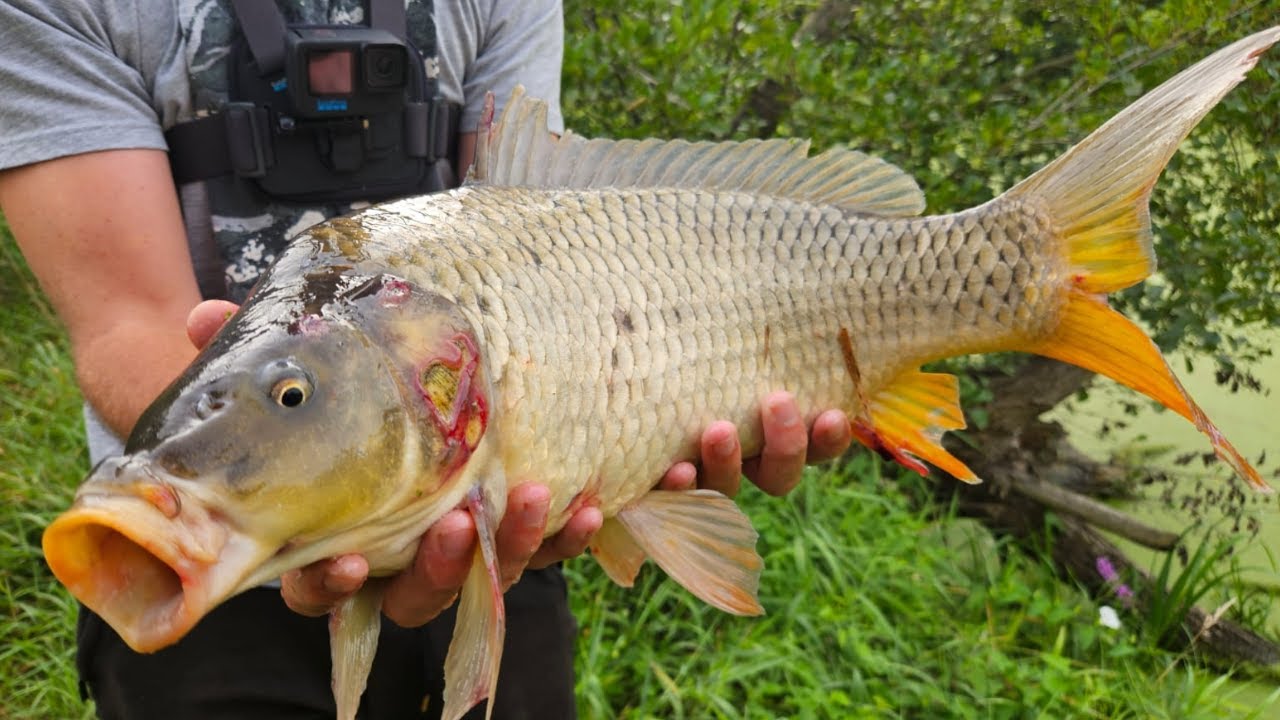 Non-Stop Carp Feeder Fishing Action in the Czech Republic! 🇨🇿