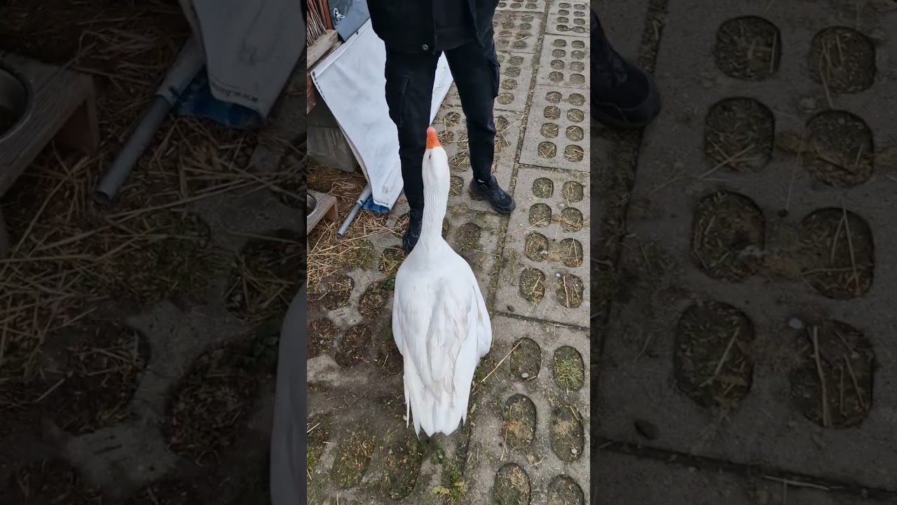 PIPUS WYCZUL ZAGROZENIE -CO ZROBI??