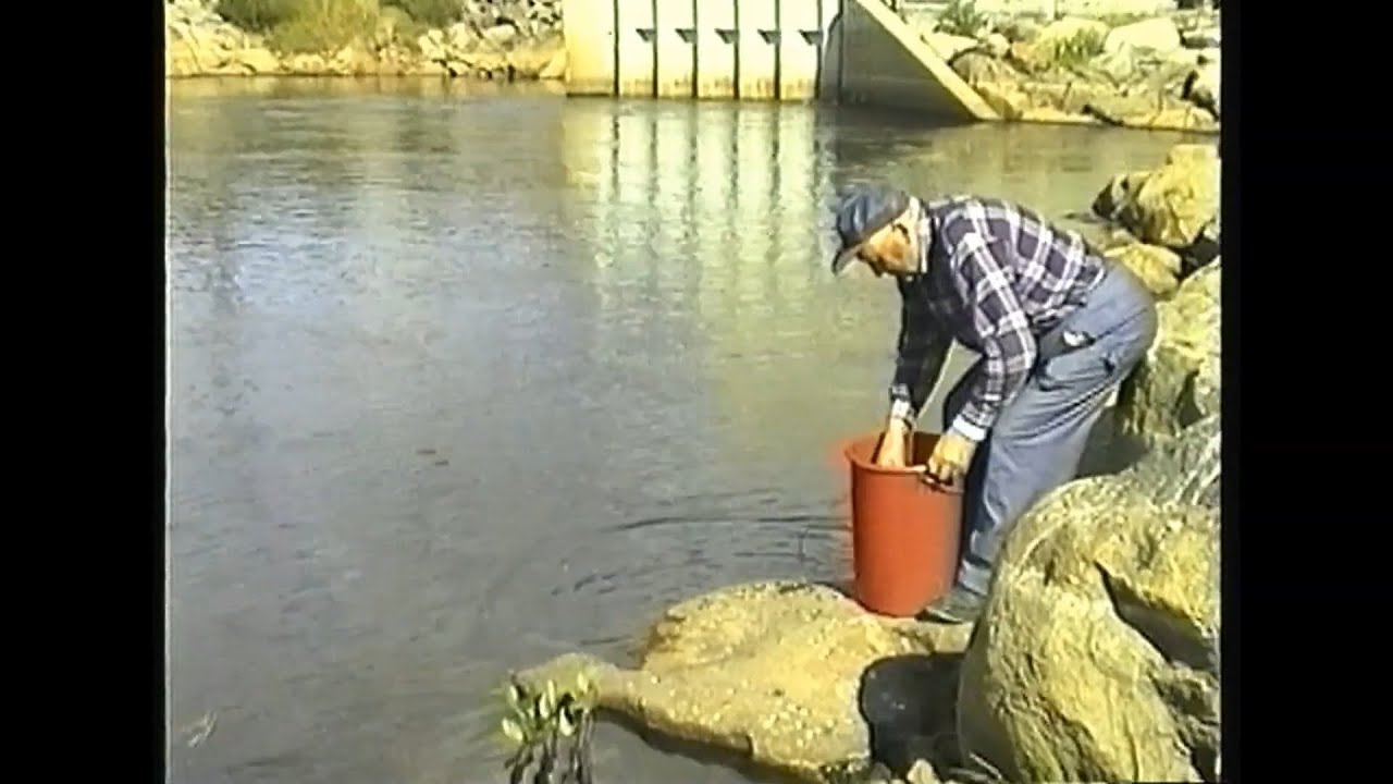Kräftplantering i Esse å med Johannes Käcko (1994)