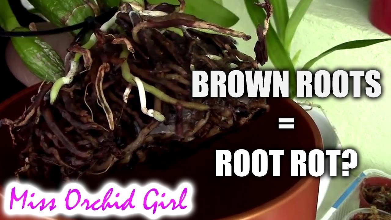 Orchids with brown roots - Not always root rot!