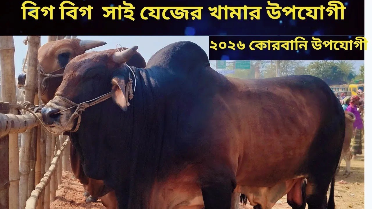 চুয়াডাঙ্গা আলমডাঙ্গার হাটে ২০২৬ কুরবানী উপযোগী ষাঁড় গরু বেচাকেনা হচ্ছে দেখুন।