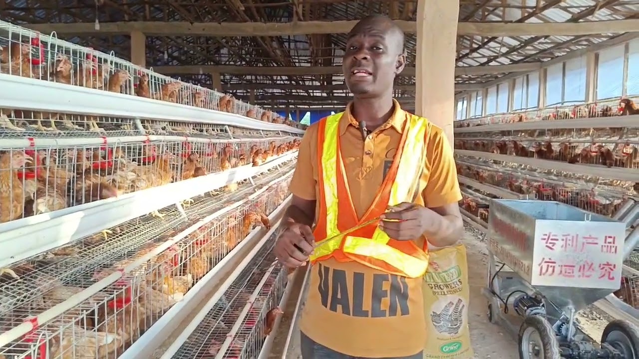 General Poultry Farm Setup On Local / Foreign cages