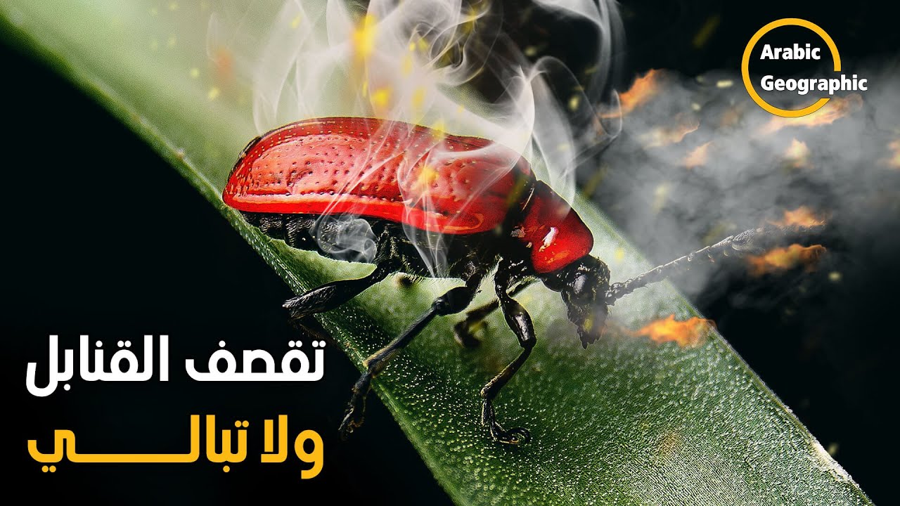 الخنفساء الحارقة .. هل هى أفظع حشرة في العالم؟