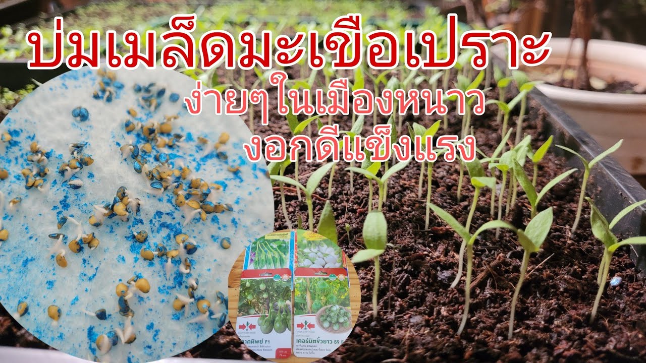 บ่มเมล็ดมะเขือเปราะเพาะในถาดเพาะเมล็ดง่ายๆแข็งแรงงอกดีๆคลิปนี้บอกหมดจ้า..