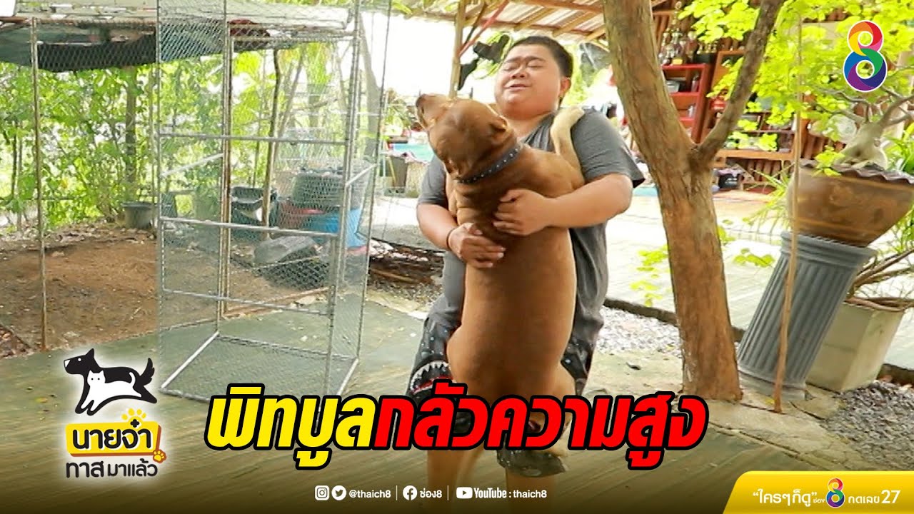 พิทบูล หมาหน้าโหดแต่กลัวความสูง | นายจ๋าทาสมาแล้ว | ช่อง8