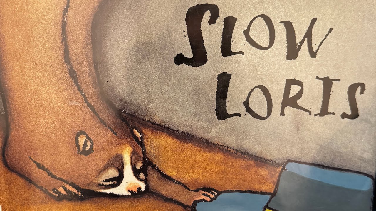 Slow Loris