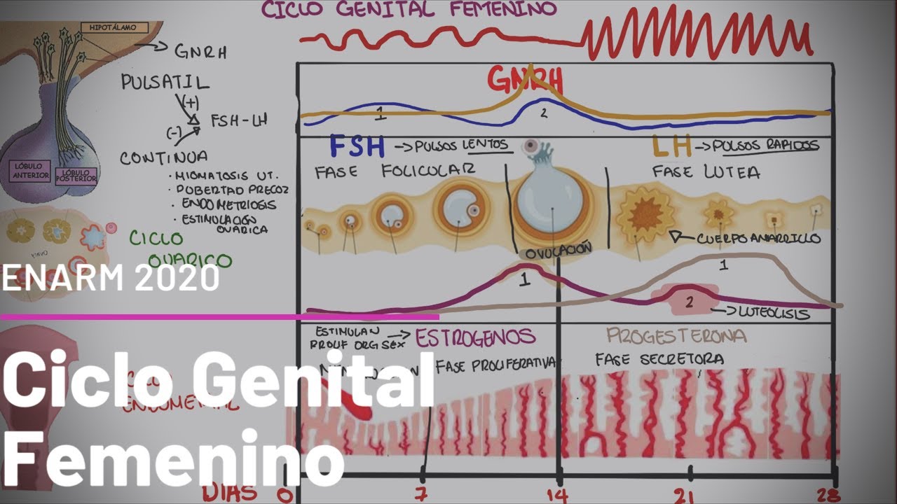 Fisiología del Ciclo Sexual Femenino: hormonal, ovárico y uterino. #ENARM