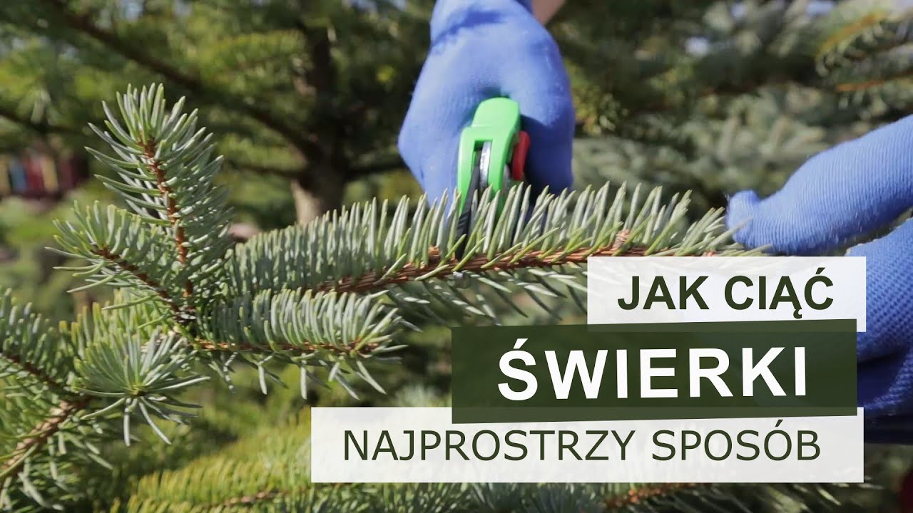 Jak ciąć świerki wiosną aby ładnie się zagęściły? Zobacz efekt  rok po cięciu.
