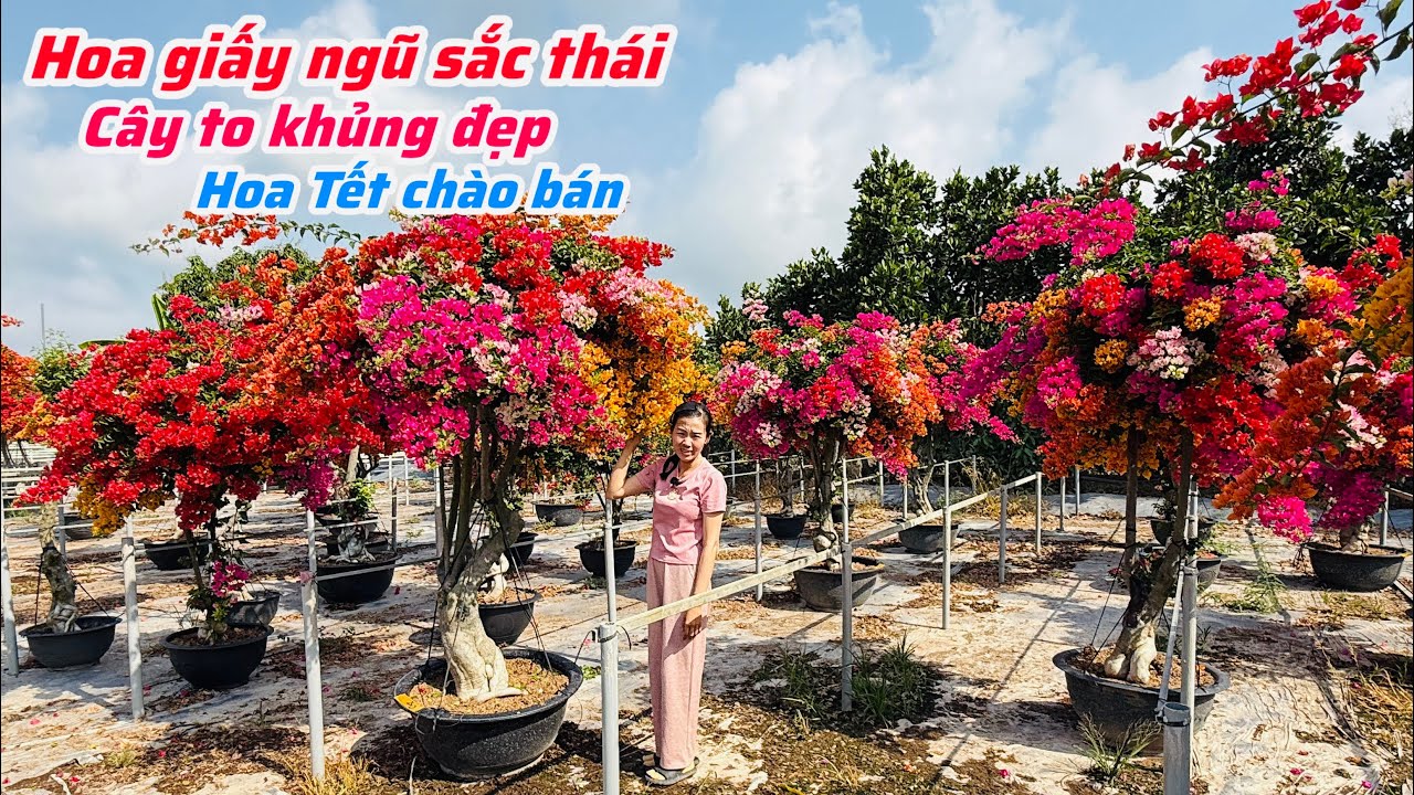Hoa giấy ngũ sắc thái cây siêu to khủng hoa Tết chào bán..28/01😘📲 0932.852.150.Phạm-Nguyễn 