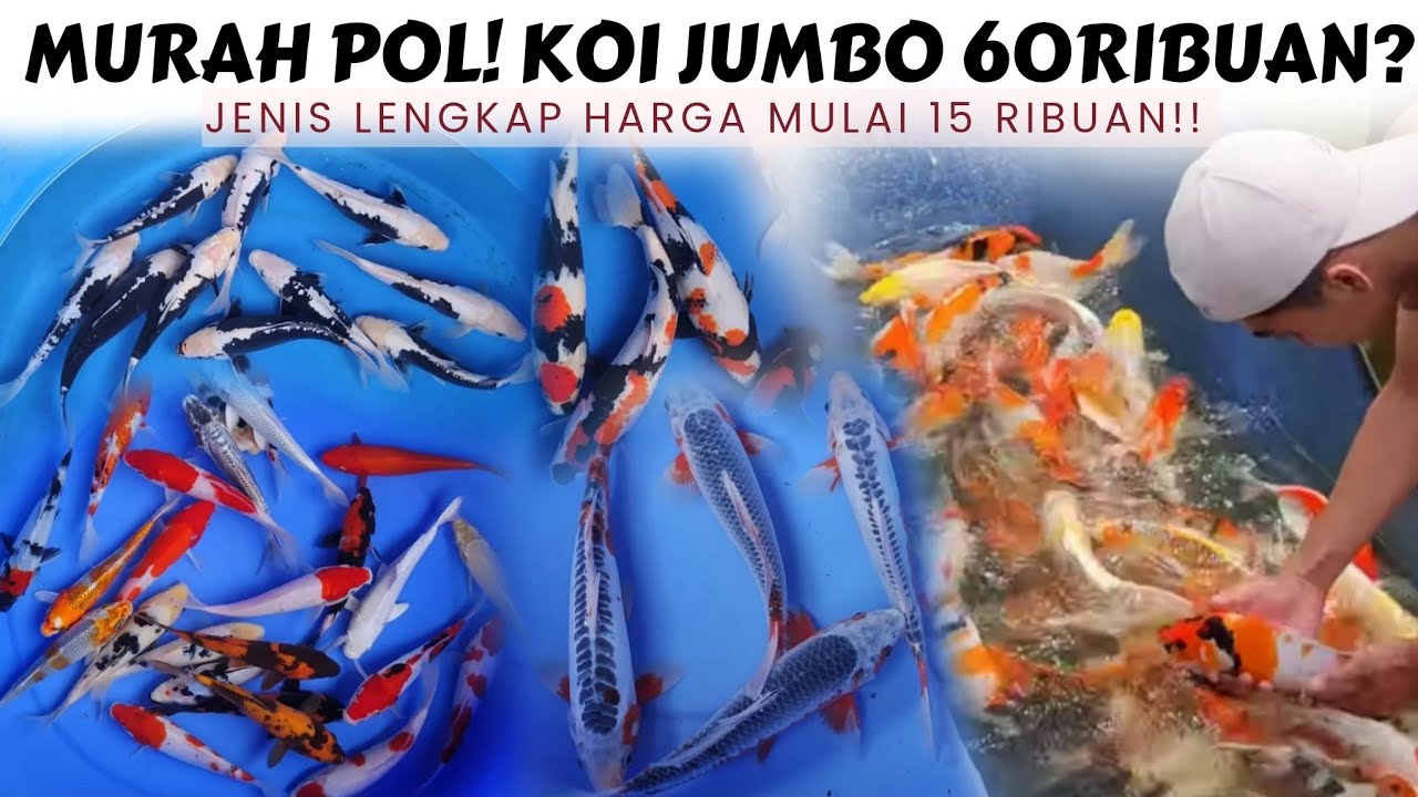 Akhirnya Nemu Pusat Grosir Ikan Koi Termurah dan Terlengkap❗Harga Reseller di Muna Koi Tulungagung ❗