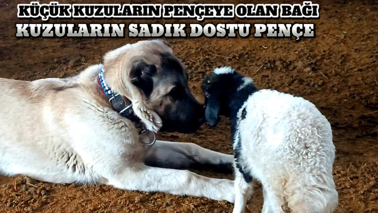 PENÇE ' NİN KÜÇÜK DOSTU || KUZULAR PENÇEYLE ZAMAN GEÇİRMEK İSTİYORLAR ...#PENÇE#KANGAL#KUZU