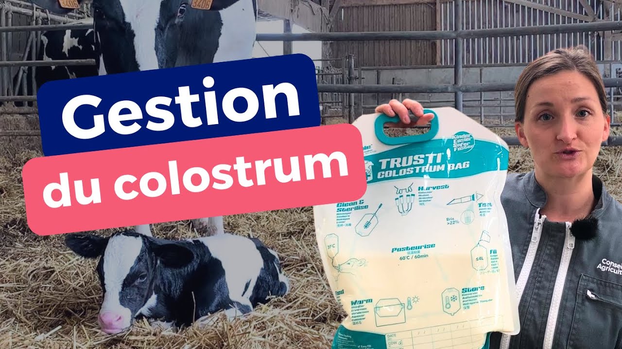 Colostrum pour veau : les 6 étapes clefs