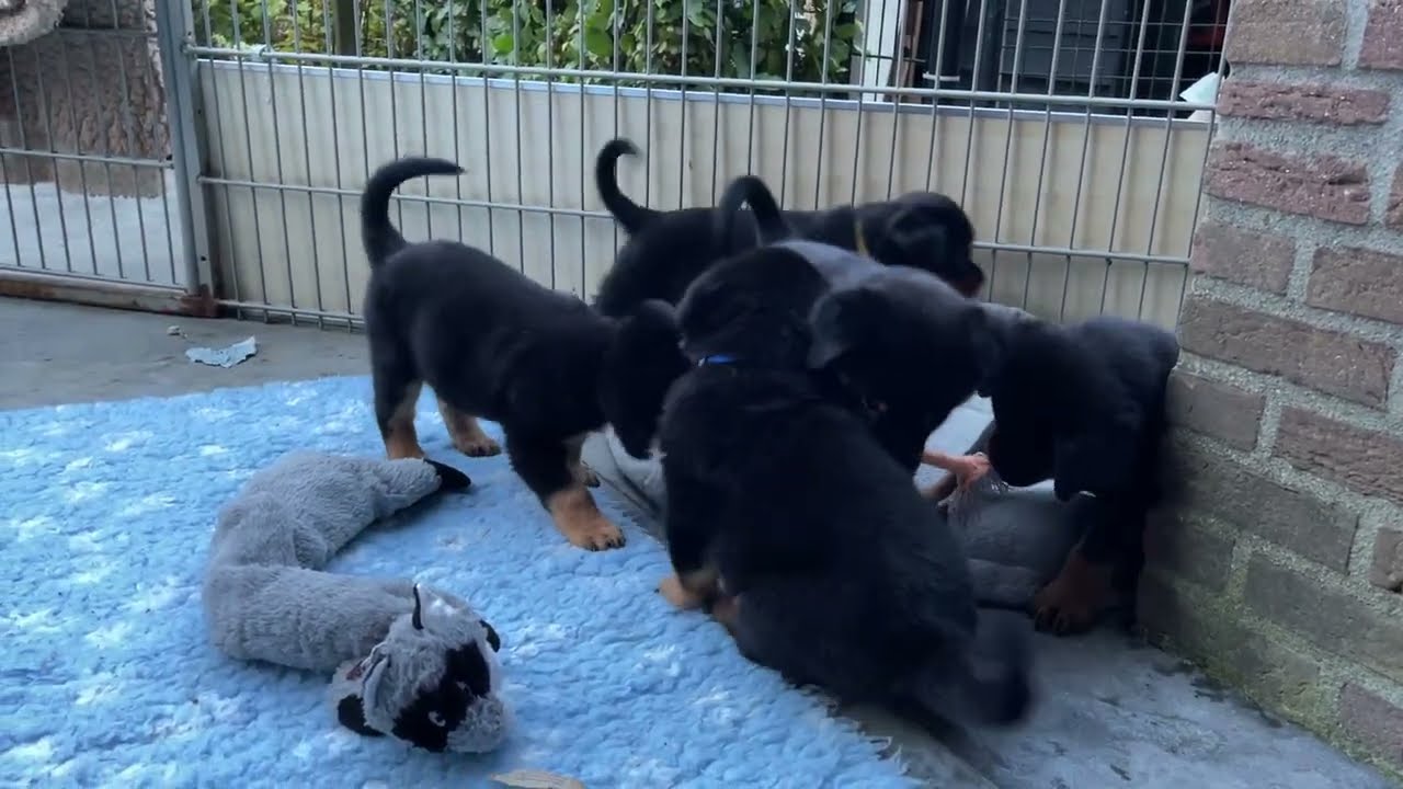De Leemlande Rottweilers - pups Nanuc v.d. Leemlande x Ex von der Blauwen Welle 8 weken