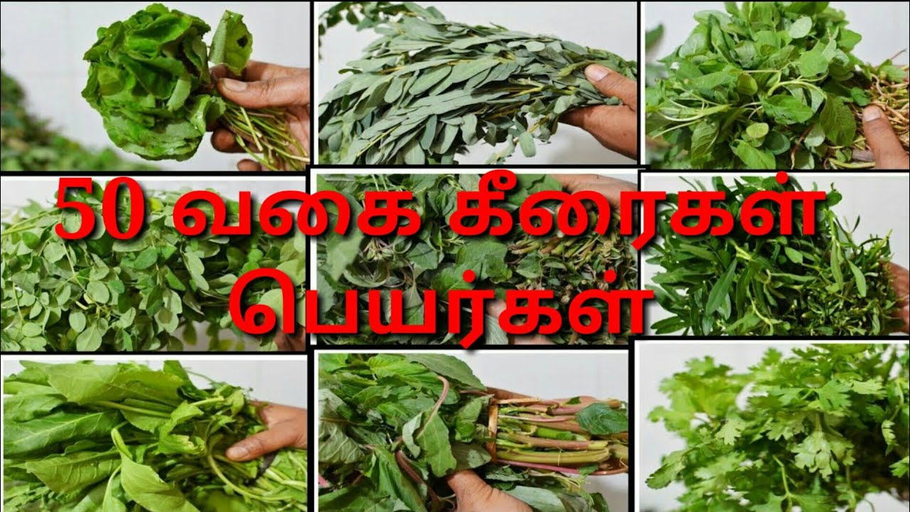 தமிழ்நாட்டின் 50 வகை கீரைகள் பெயர்கள் படங்களுடன்/50 keerai Types Image and names /Tamil  /Prinit