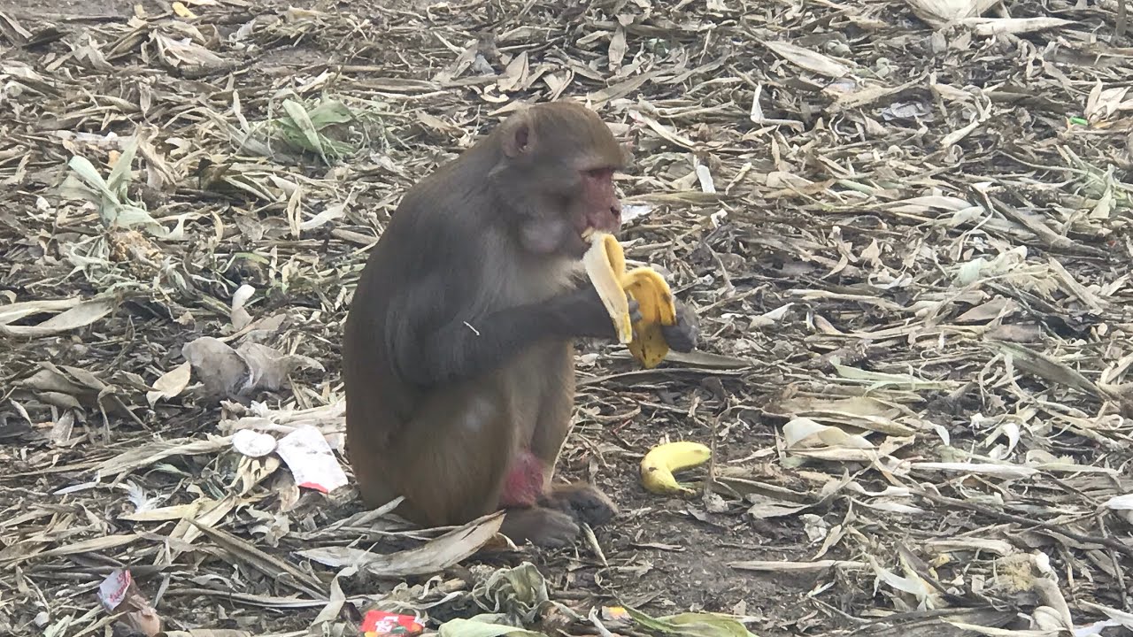 #monkey