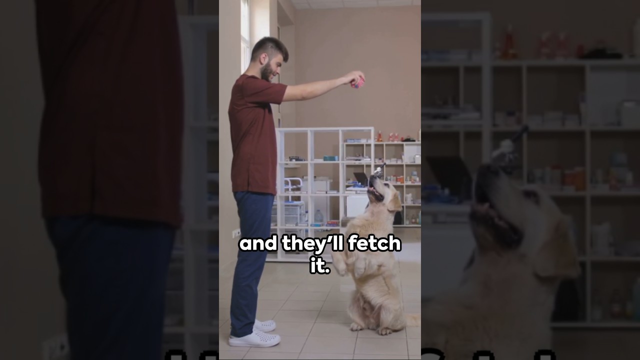 Talking Tails: How Dogs Understand Us #DogCommunication