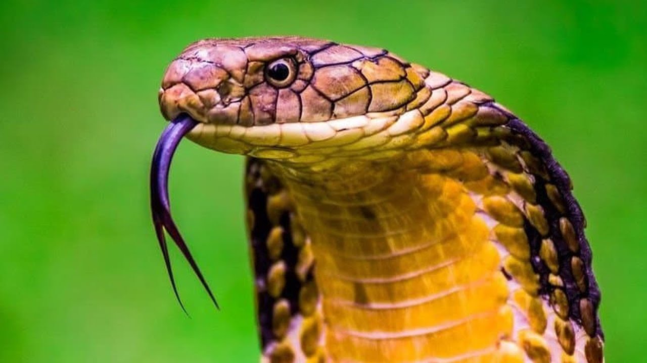 Discover the Largest Venomous Snake on Every Continent in the World