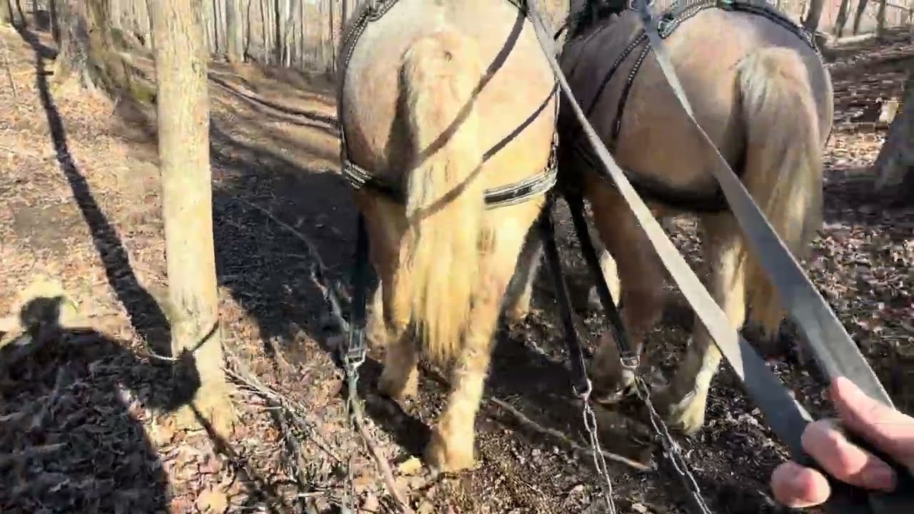 Лесозаготовка с нервной лошадью