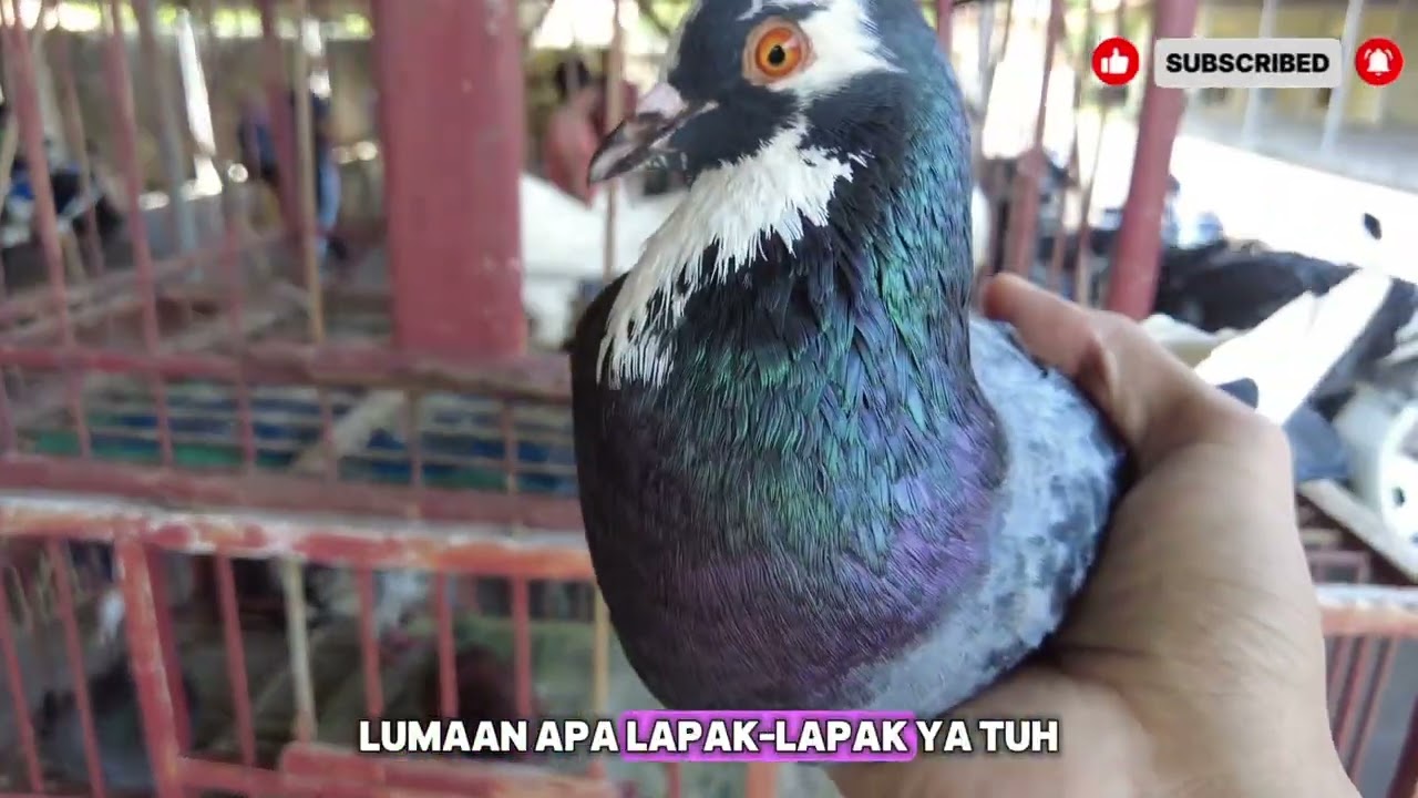 MERPATI HIAS DIJUAL DI PASAR ECERAN!! 
