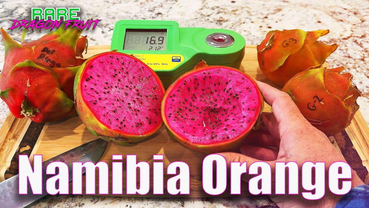NAMIBIA ORANGE DRAGON FRUIT TASTE and REVIEW