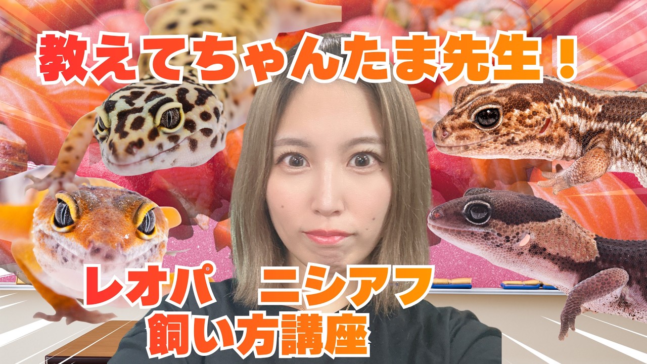 【教えてちゃんたま先生】レオパ・ニシアフ飼い方講座