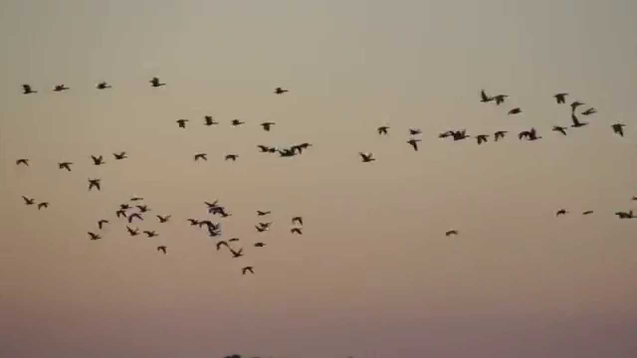 Flying Greylags 2015 (Part 1) by ani male