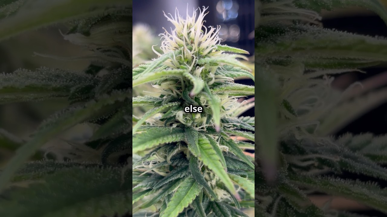 Super Silver Haze Flowering Update: Missed Watering Hiccup! | 5 Weeks to Harvest #cannabislife #420