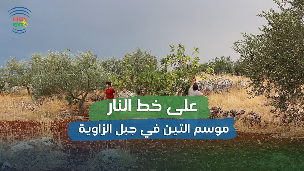 على خط النار || تحديات تواجه أهالي جبل الزاوية أثناء قطاف موسم التين  || 30-8-2023