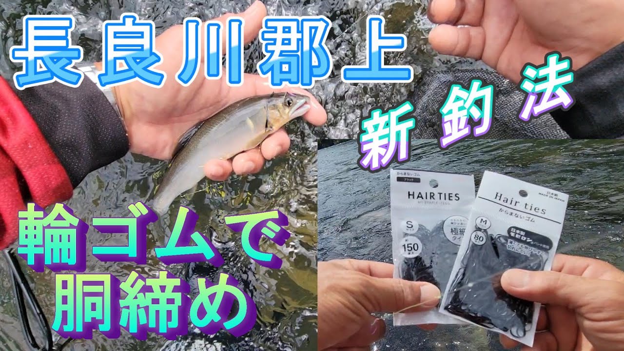 【輪ゴム胴締め】新釣法　長良川郡上　鮎釣り
