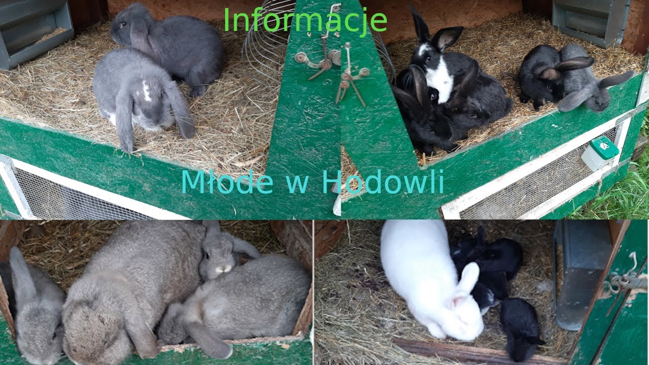 Młode króliki w Hodowli