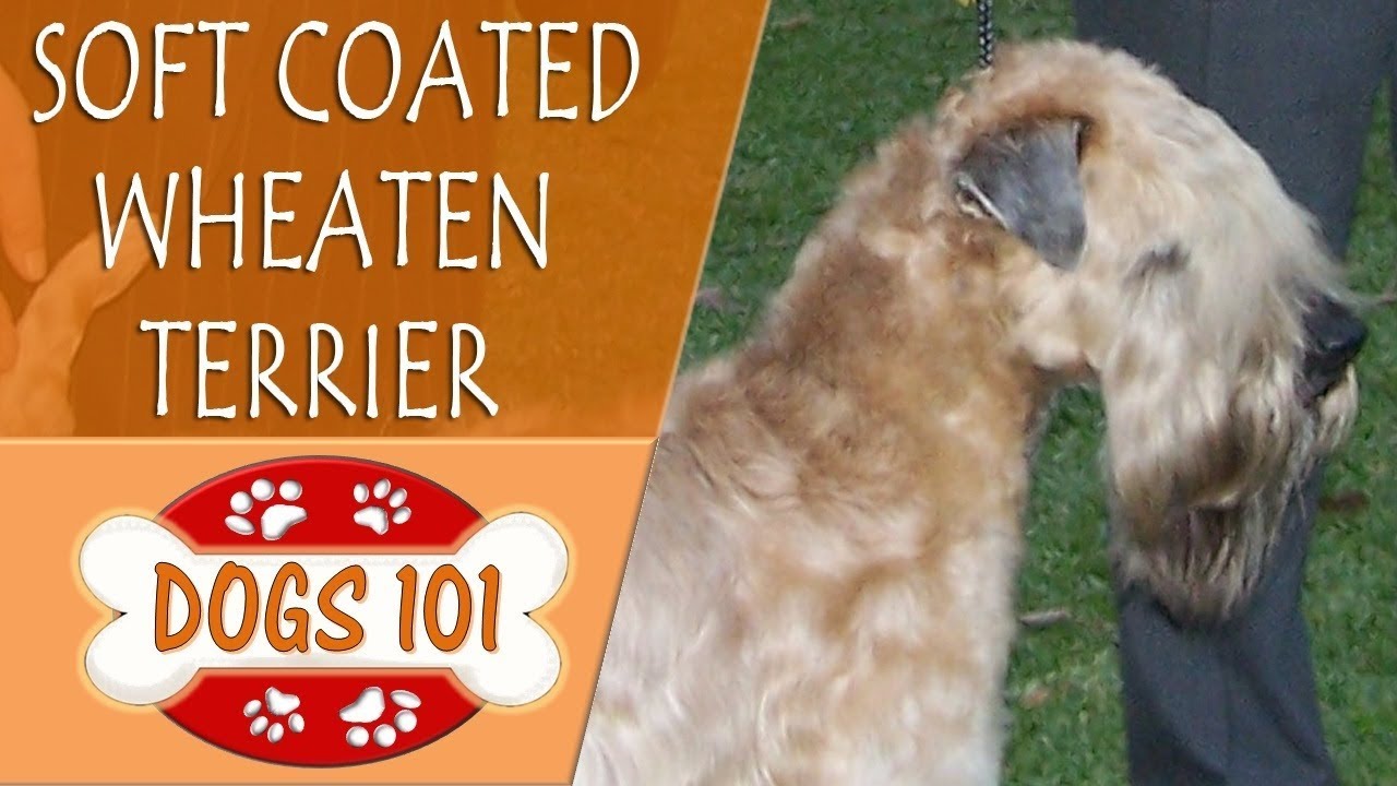 Dogs 101 - SOFT COATED WHEATEN TERRIER - Top Dog Facts About the  SOFT COATED WHEATEN TERRIER