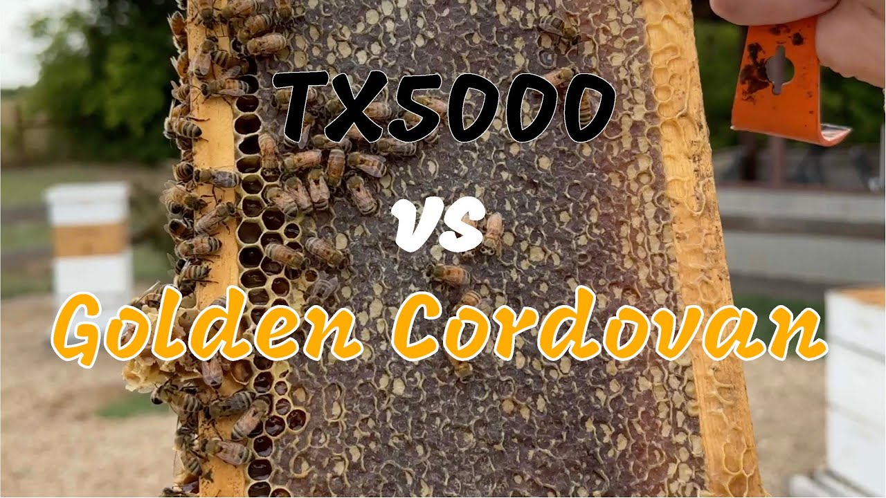 Which is a better bee? The TX5000 or Golden Cordovan?