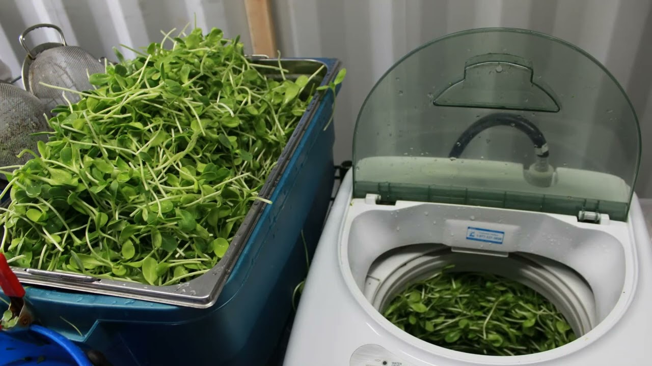 Course 8.6: Picking Microgreens Hulls, Draining, and Spinning