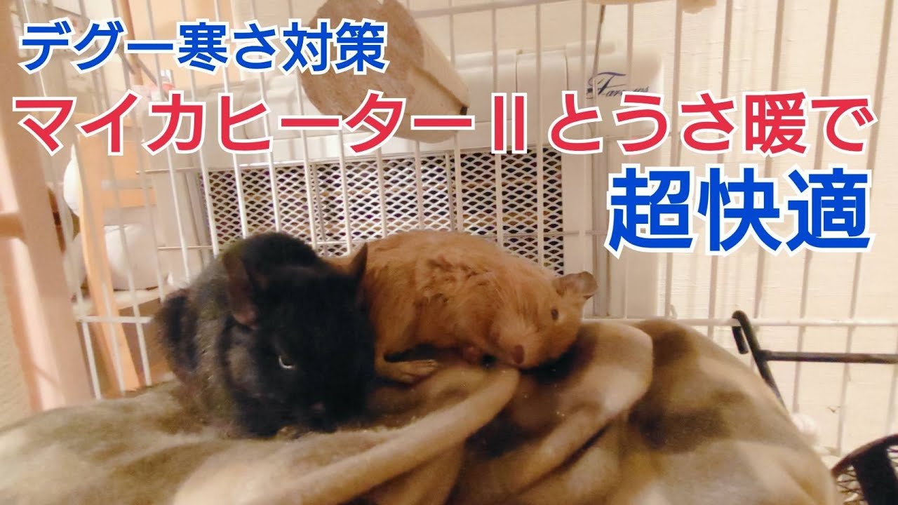 【デグーの寒さ対策】マイカヒーターⅡとうさ暖で超快適