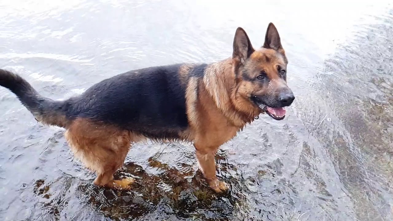 Sch&aelig;ferhund