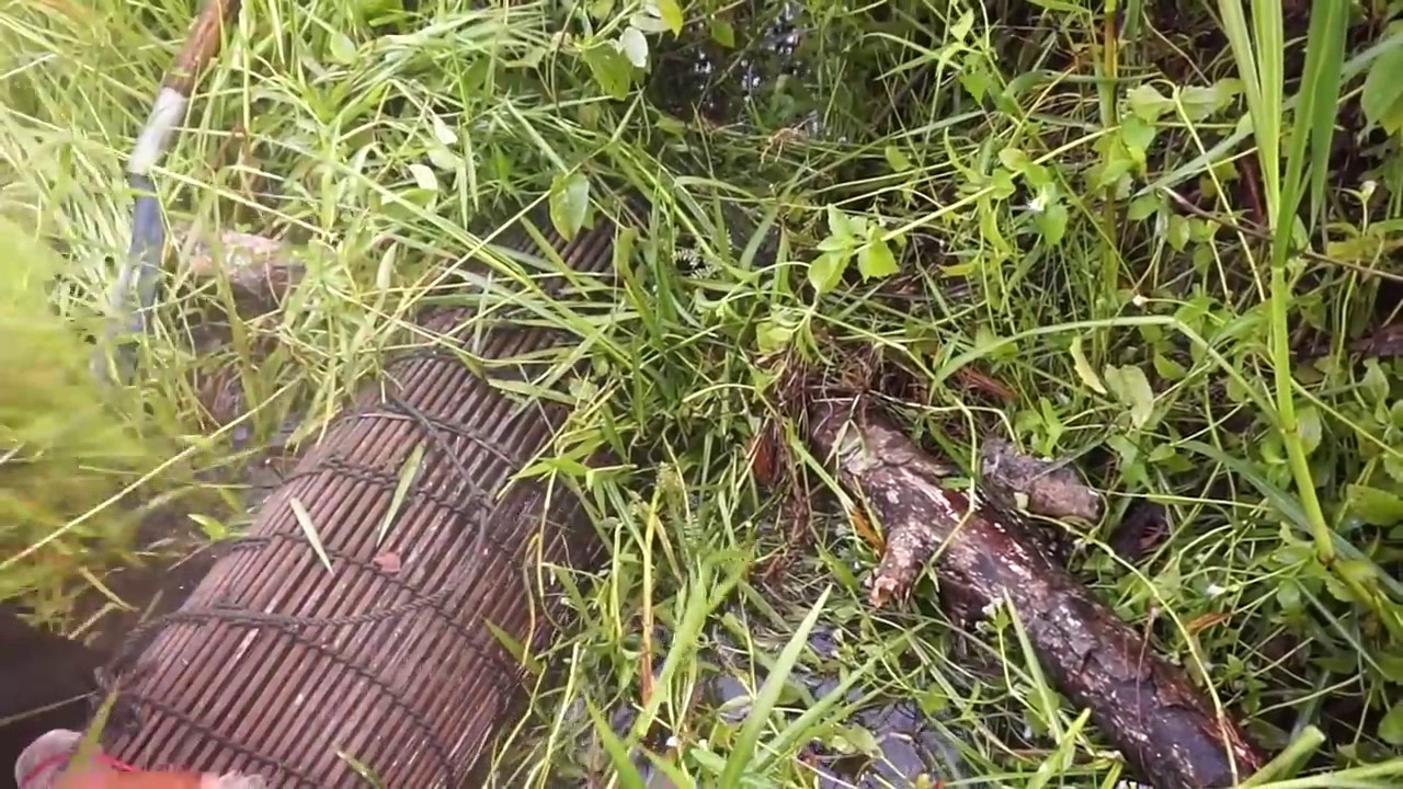 Amazing Man Catch Big Crab Using Bamboo Net Trap   How to Catch Crab Using Bamboo Net Trap