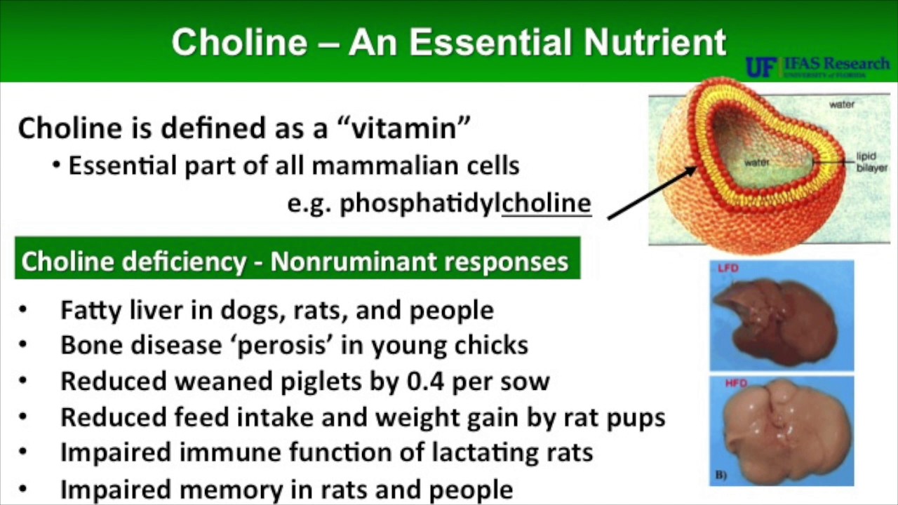 Choline: A Required Nutrient