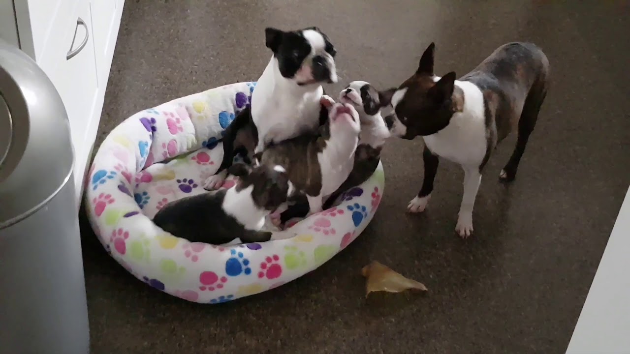 7 week old Boston Terrier puppies having fun!