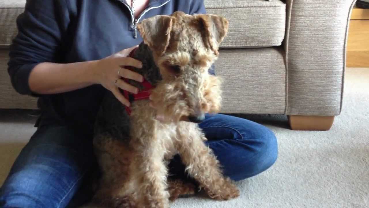 Ezydog Quick Fit Harness Review by Wuffstuff.co.uk