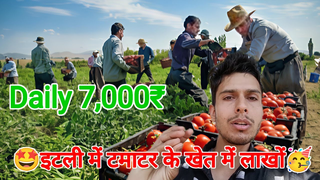 एक दिन का कम से कम 6,000 रुपए | Tomato Farming Salary in Italy |Italy Indian Vlogger