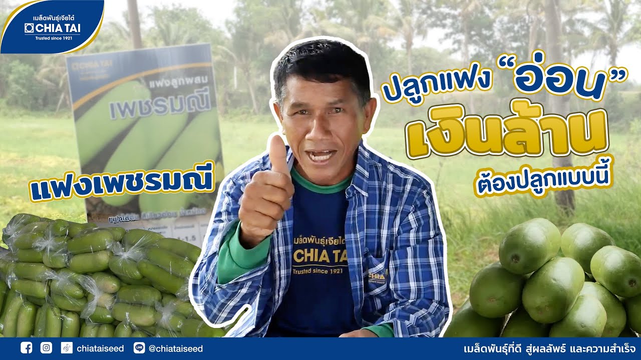 แฟงเพชรมณี สายพันธุ์แฟงอ่อน ปลูกง่าย รายได้ดี โตไว เก็บขายไว