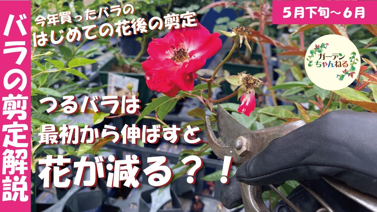 【バラ苗の剪定】最初の花後の切り方を解説します！
