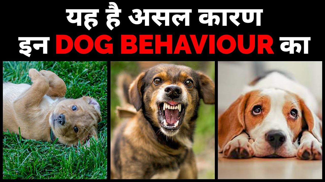 Dog behaviour explained in hindi | In 3 tariko se jane apne dog ka behaviour