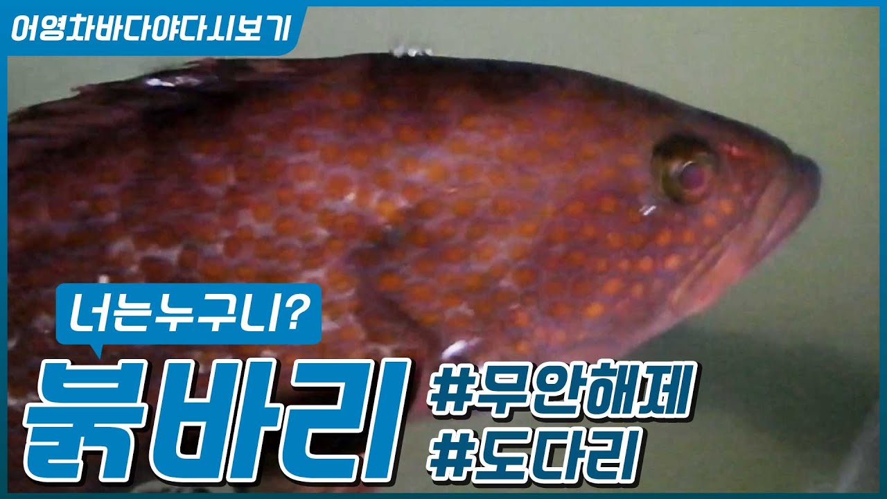 붉바리를 양식하면 벌어지는 일,  수정부터 성어로 기르기까지, 다금바리만큼 귀한 붉바리 #무안 해제 #해남묵동갯길 #도다리 [어영차바다야 다시보기]