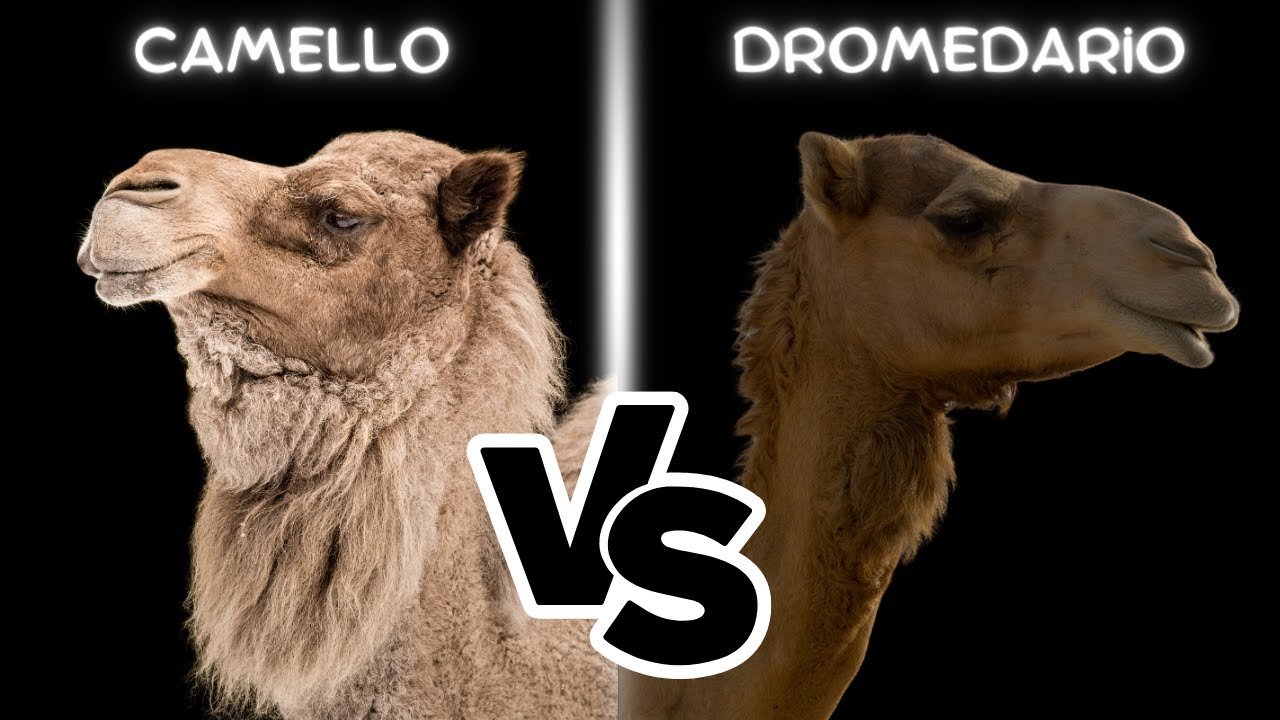 Descubre Las DIFERENCIAS Entre Camellos🐫 y Dromedarios 🐪