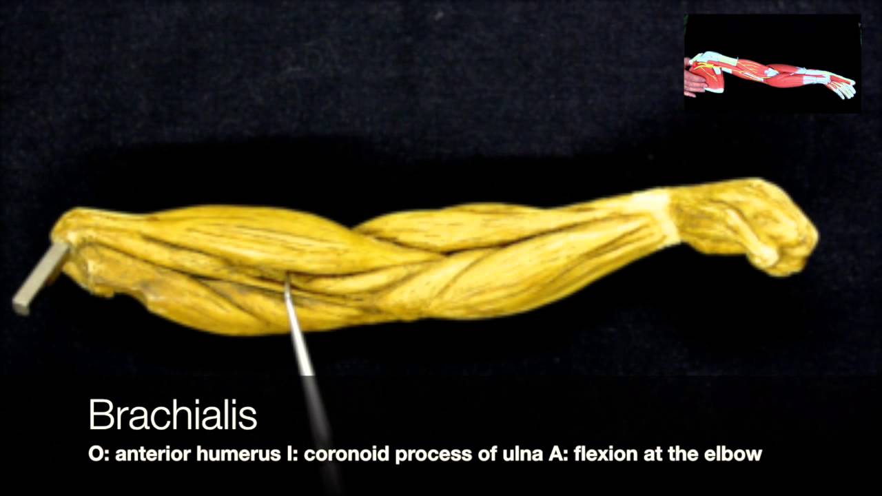 Muscles of the Upper Limb
