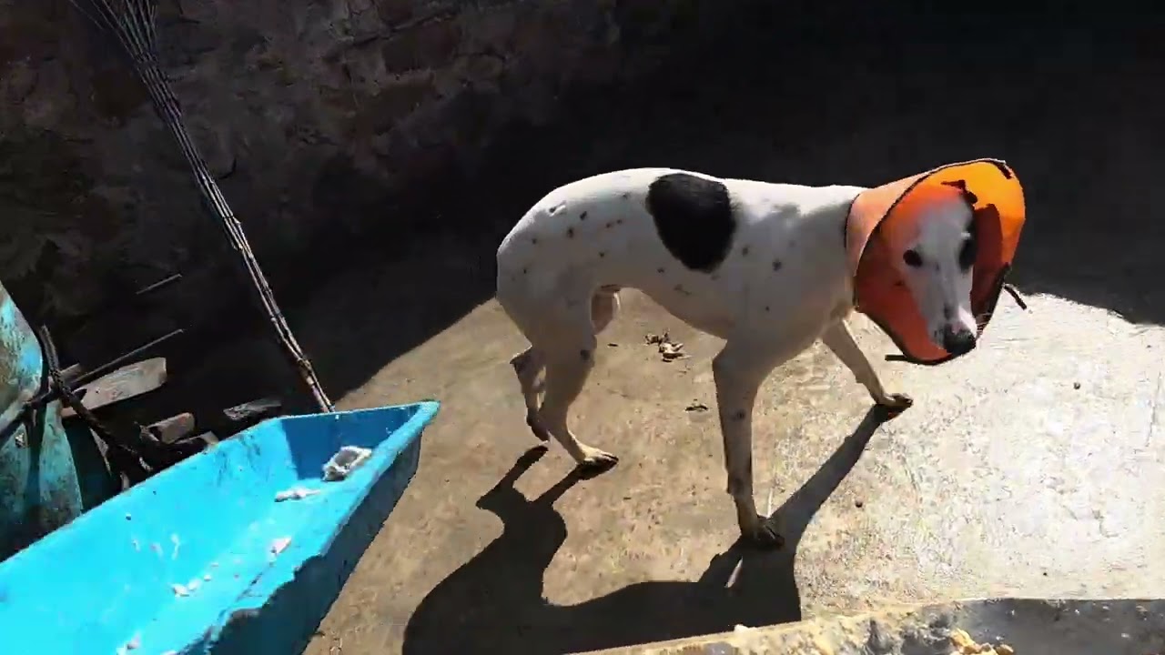 救助流浪狗，小乐在坚持