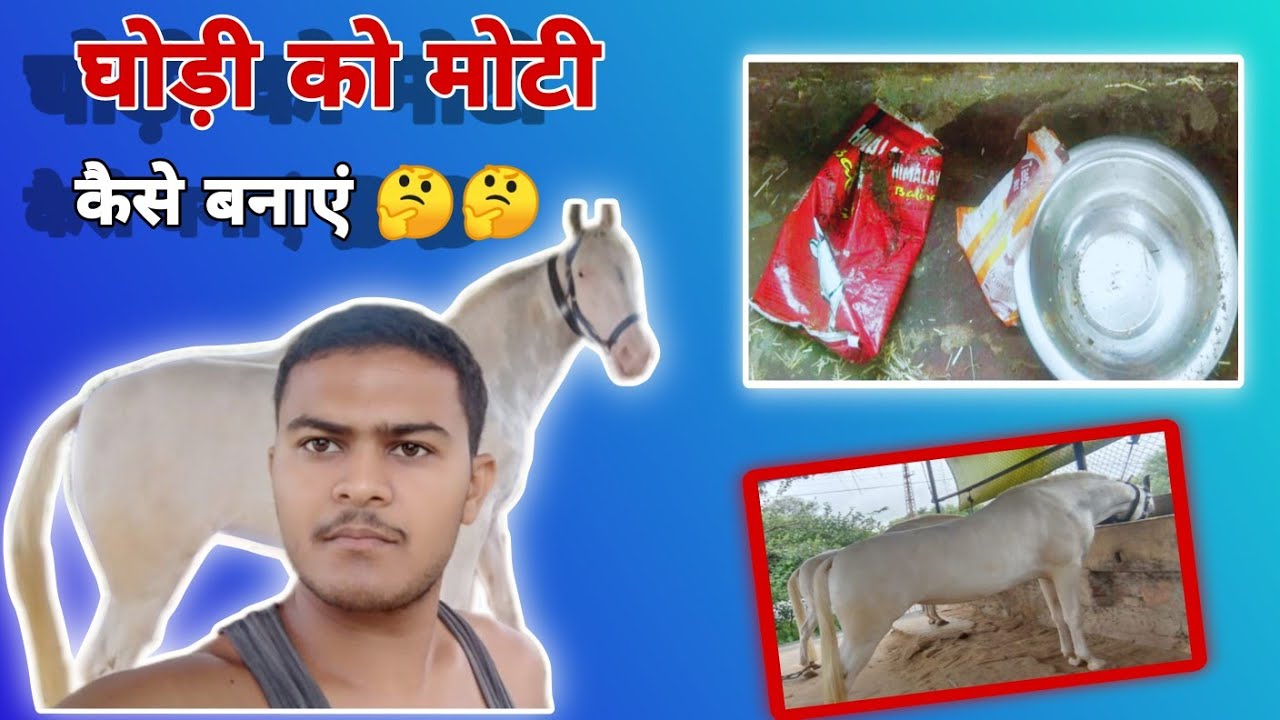 घोड़ी को मोटी कैसे बनाएं 🤔🤔|| kya khilane se ghodi moti hoti h #horse
