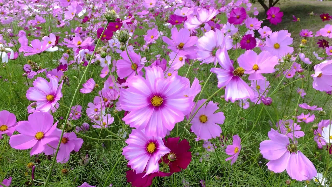「コスモスの花」ひょうたん島公園2020／金立コスモス園／佐賀空港東側コスモス園