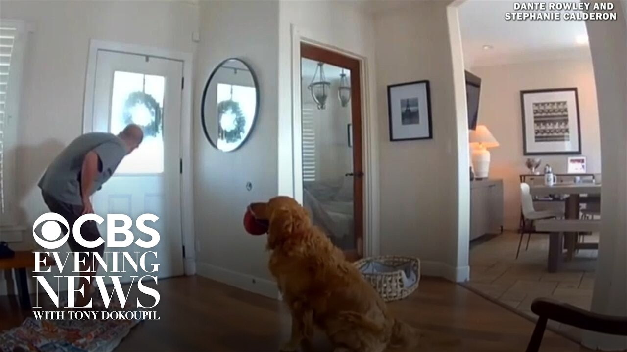When an intruder invaded a golden retriever's home, he just tried to play